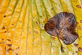 Hosta. Small leaf fallen on degenerating leaf.