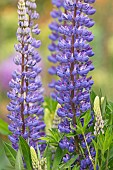 Lupin, Lupinus, Purple coloured flowers growing outdoor.