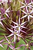 Allium, Allium christophii, Close up of section of flowerhead growing outdoor.