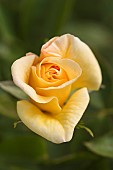 Rose, Rosa Goldbusch, Side view of yellow flower growing outdoor.