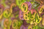 Honesty, Lunaria annua, Sunlight through seedheads illuminating the colours in garden border.