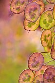 Honesty, Lunaria annua, Sunlight through seedheads illuminating the colours in garden border.