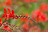 Crocosmia, Montbretia Lucifer, Red coloured flower growing outdoor.