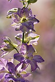 Delphinium, Larkspur, Growing oputdoor backlit with raindrops.