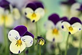 Viola, Viola Sorbet XP Lemon Royale, Tiny delicate pansy flowers growing outdoor.