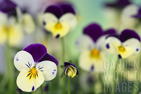 Viola_Viola_Sorbet_XP_Lemon_Royale_Tiny_delicate_pansy_flowers_growing_outdoor