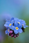 Forget-me-not, Myosotis arvensis, Blue coloured flowers growing outdoor.