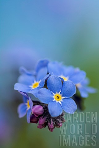 Forgetmenot_Myosotis_arvensis_Blue_coloured_flowers_growing_outdoor
