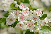 Hawthorn, Common hawthorn, Crataegus monogyna, Close up of flowers sunlit in May.