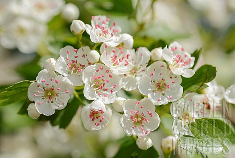 Hawthorn_Common_hawthorn_Crataegus_monogyna_Close_up_of_flowers_sunlit_in_May