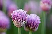 Chive, Allium schoenoprasum, Frost on Chives.