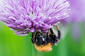 Chive, Allium schoenoprasum, Tree Bumble Bee, Bombus hypnorum, feeding  on flower in a garden border.