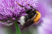 Chive, Allium schoenoprasum, Tree Bumble Bee, Bombus hypnorum, feeding  on flower in a garden border.