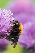 Chive, Allium schoenoprasum, Tree Bumble Bee, Bombus hypnorum, feeding  on flower in a garden border.