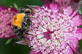 Astrantia, Masterwort, Tree Bumble Bee, Bombus hypnorum, feeding on flower.
