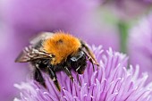 Chive, Allium schoenoprasum, Tree Bumble Bee, Bombus hypnorum, feeding  on flower.