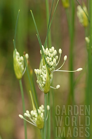 Keeled_garlic_Allium_carinatum_subsp_pulchellum_Tiny_buds_unfurling_from_papery_cases