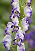 Purple wolfs bane Bicolor, Aconitum cammarum Bicolor, Monkshood, Wolfsbane, Purple and white flowers growing outdoor.