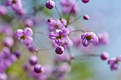 Meadow rue, Chinese meadow rue, Thalictrum delavayi, Tiny pink coloured flowers growing outdoor.