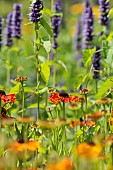 Helens flwoer, Sneezeweed, Helenium, Sneezewort flowers in a border with Blue Agastache, Hyssop.