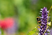 Hyssop, Anise hyssop, Agastache foeniculum, White-tailed Bumble bee, Bombus lucorum,  feeding on flower.