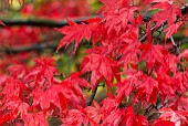 Maple, Japanese maple, Acer palmatum, Bright red autumn leaves wet after rain.