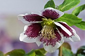 Hellebore, Helleborus x hybridus Harvington white speckled, Purple and white flower growing outdoor.