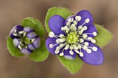 Hepatica, Hepatica nobilis, Aerial view of two delicate flowers opening.