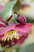 Hellebore, Helleborus, Maroon coloured flower growing outdoor.