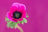 Anemone, Poppy windflower, Anemone coronaria De Caen, Single intensly coloured pink flower.