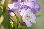 Freesia, Close up studio shot of mauve coloured flower.