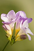 Freesia, Close up studio shot of mauve coloured flower.