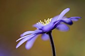 Anemone, Anemone blanda, Windflower Anemone blanda, Side view of single flower growing outdoor.