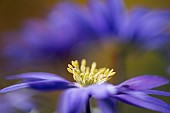 Anemone, Anemone blanda, Windflower Anemone blanda, Side view of single flower growing outdoor.