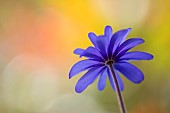 Anemone, Anemone blanda, Windflower Anemone blanda, Side view of single flower growing outdoor.