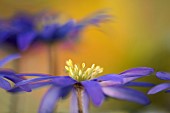 Anemone, Anemone blanda, Windflower Anemone blanda, Side view of single flower growing outdoor showing yellow stamen.