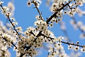 Blackthorn, Sloe, Prunus spinosa, White blossoms against blue sky.