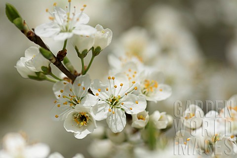 Blackthorn_Sloe_Prunus_spinosa_White_blossoms_growing_outdoor