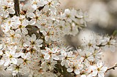 Blackthorn, Sloe, Prunus spinosa, White blossoms growing outdoor.