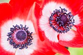 Anemone, Poppy windflower, Anemone coronaria De Caen, Two intensly coloured single flowers growing outdoor.