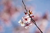 Cherry, Rosebud cherry Autumnalis, Prunus x subhirtella Autmnalis, Winter Cherry pink blossoms growing outdoor.