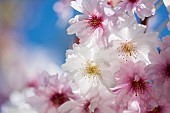 Cherry, Rosebud cherry Autumnalis, Prunus x subhirtella Autmnalis, Winter Cherry pink blossoms growing outdoor.