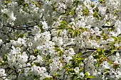 Cherry, Weeping Yoshino cherry, Prunus x yedoensis Shidare Yoshino, Mass of white blossoms growing outdoor.