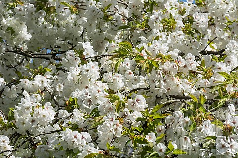Cherry_Weeping_Yoshino_cherry_Prunus_x_yedoensis_Shidare_Yoshino_Mass_of_white_blossoms_growing_outd