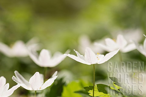 Anemone_Wood_anemone_Anemone_nemorosa_Cluster_of_white_flowers_backlit_in_woodland