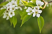 Pear, Le Conte pear Pyrus x lecontei, Tiny white blossoms grbowing outdoor.