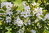 Snow White Tree, Exochorda serratifolia, Tiny white blossoms growing outdoor.