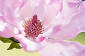 Magnolia, Saucer magnolia, Magnolia soulangeana, Close up of a single pink flower showing stamen.