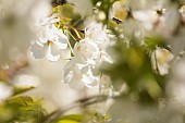 Cherry, Japanese flowering cherry, Prunus serrulata, Tiny white blossoms growing outdoor.