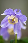 Columbine, Aquilegia flabellata var pumila Atlantis, Mauve coloured flower growing outdoor.